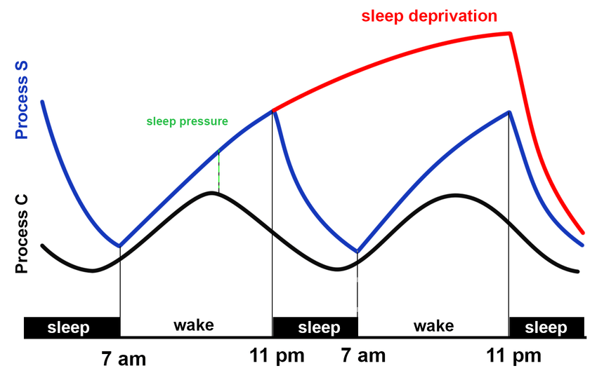¿Qué significa tener sueño?